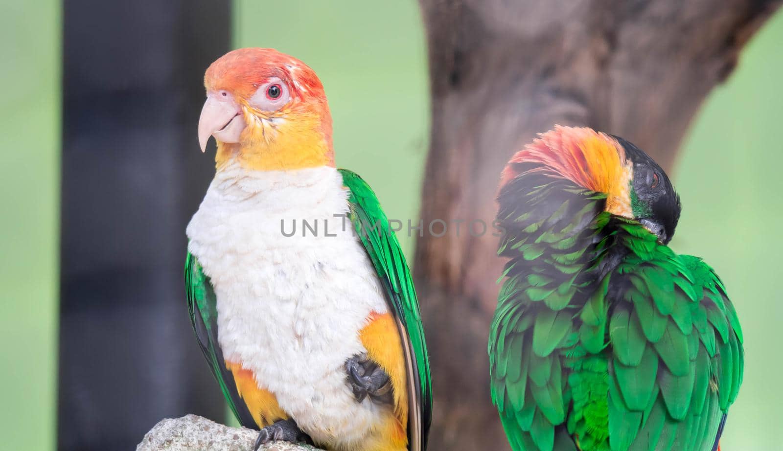 Couple of Caique, White Bellied, Pionites leucogaster, seven-color Parrot