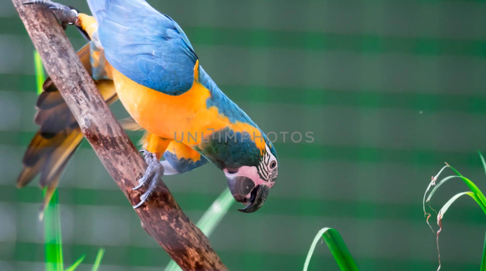 A beautiful blue-and-yellow macaw (Ara ararauna), also known as the blue-and-gold macaw while clinging on a branch