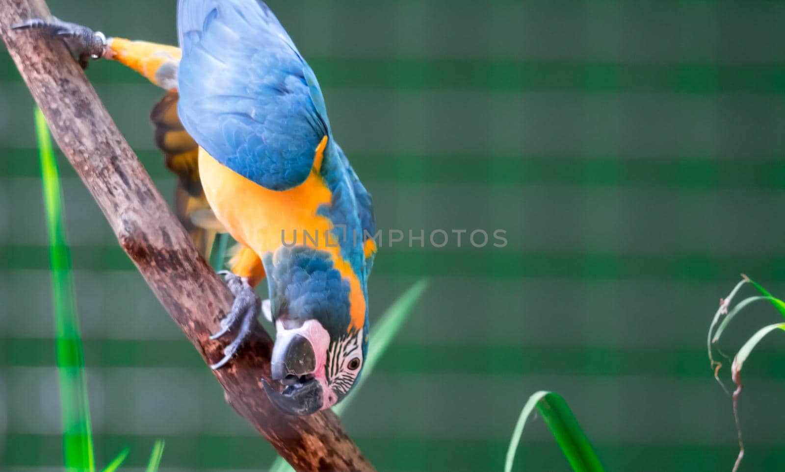 A beautiful blue-and-yellow macaw (Ara ararauna), also known as the blue-and-gold macaw while clinging on a branch