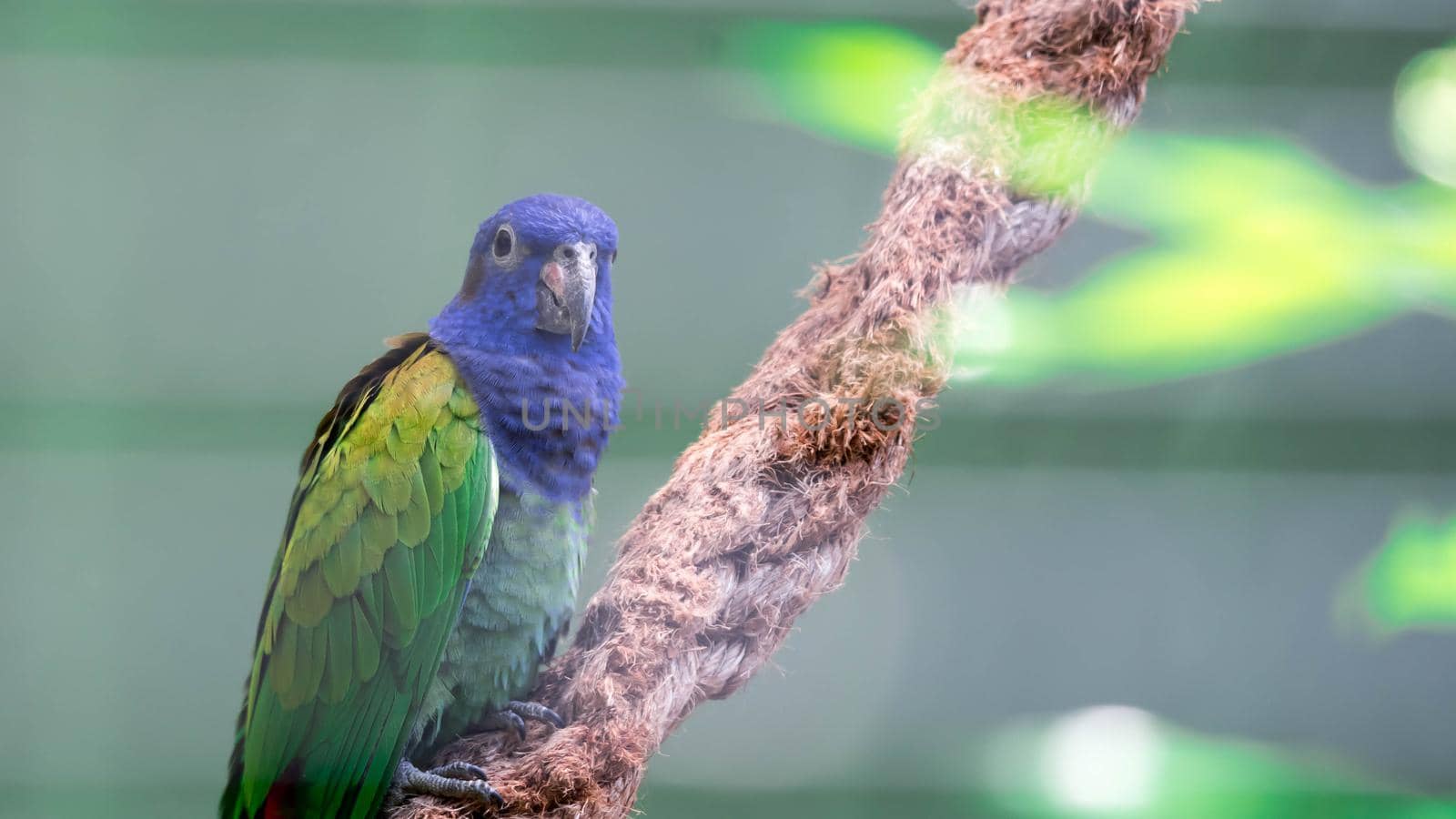 A Blue-headed Parrot (Pionus menstruus)