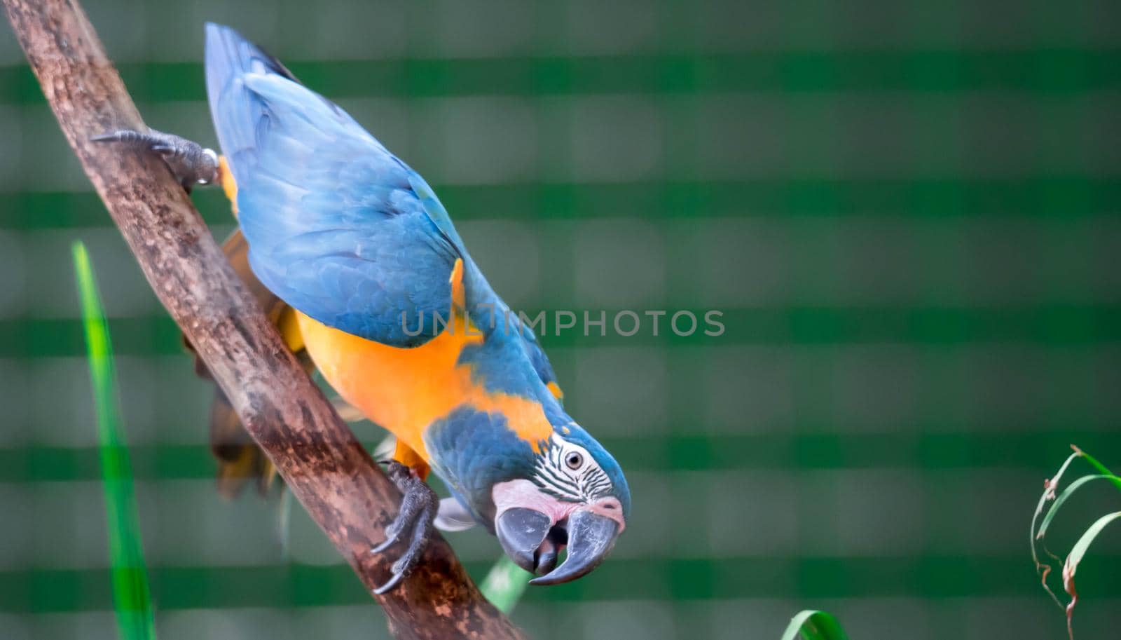 A beautiful blue-and-yellow macaw (Ara ararauna), also known as the blue-and-gold macaw by billroque