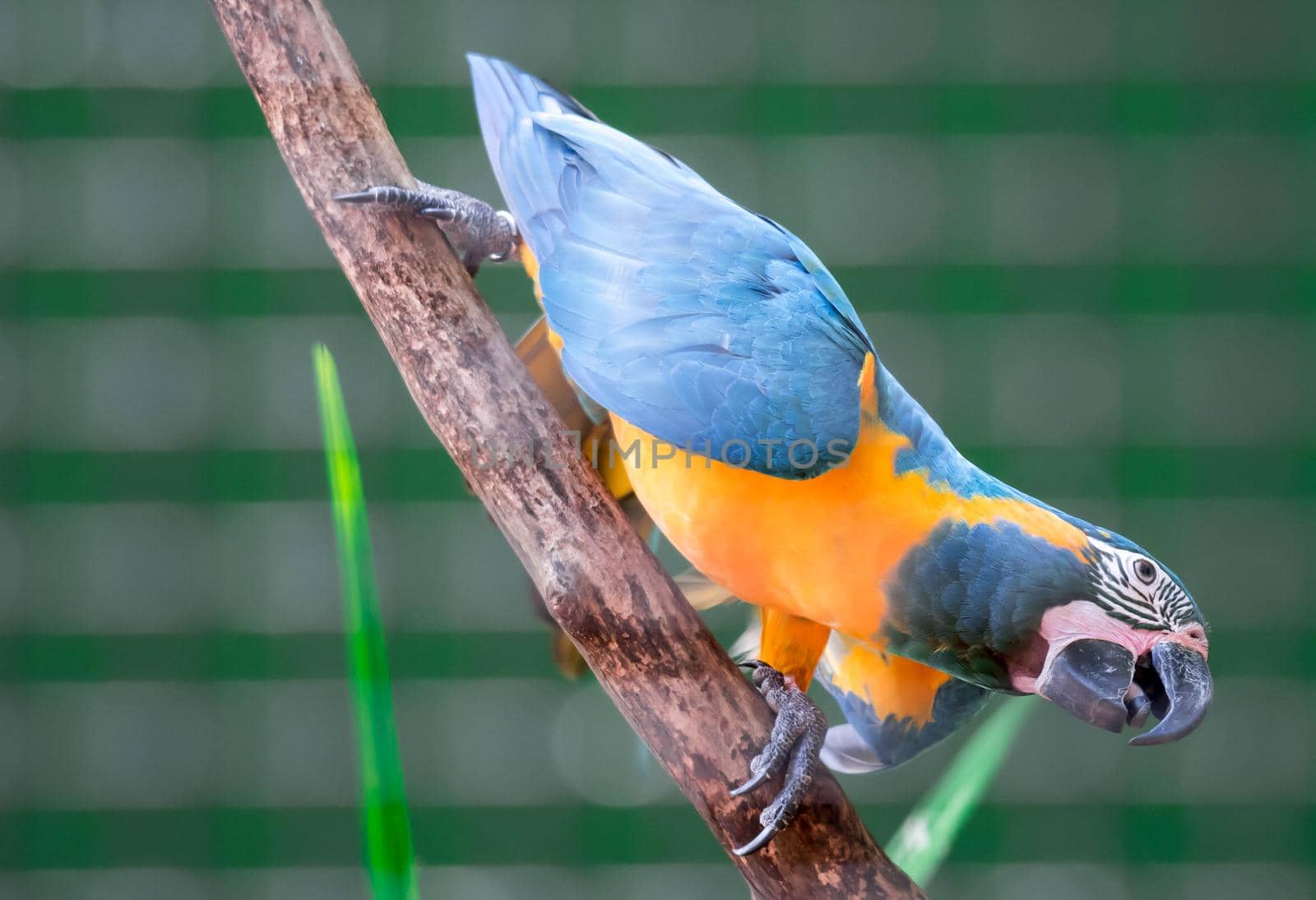 A beautiful blue-and-yellow macaw (Ara ararauna), also known as the blue-and-gold macaw while clinging on a branch