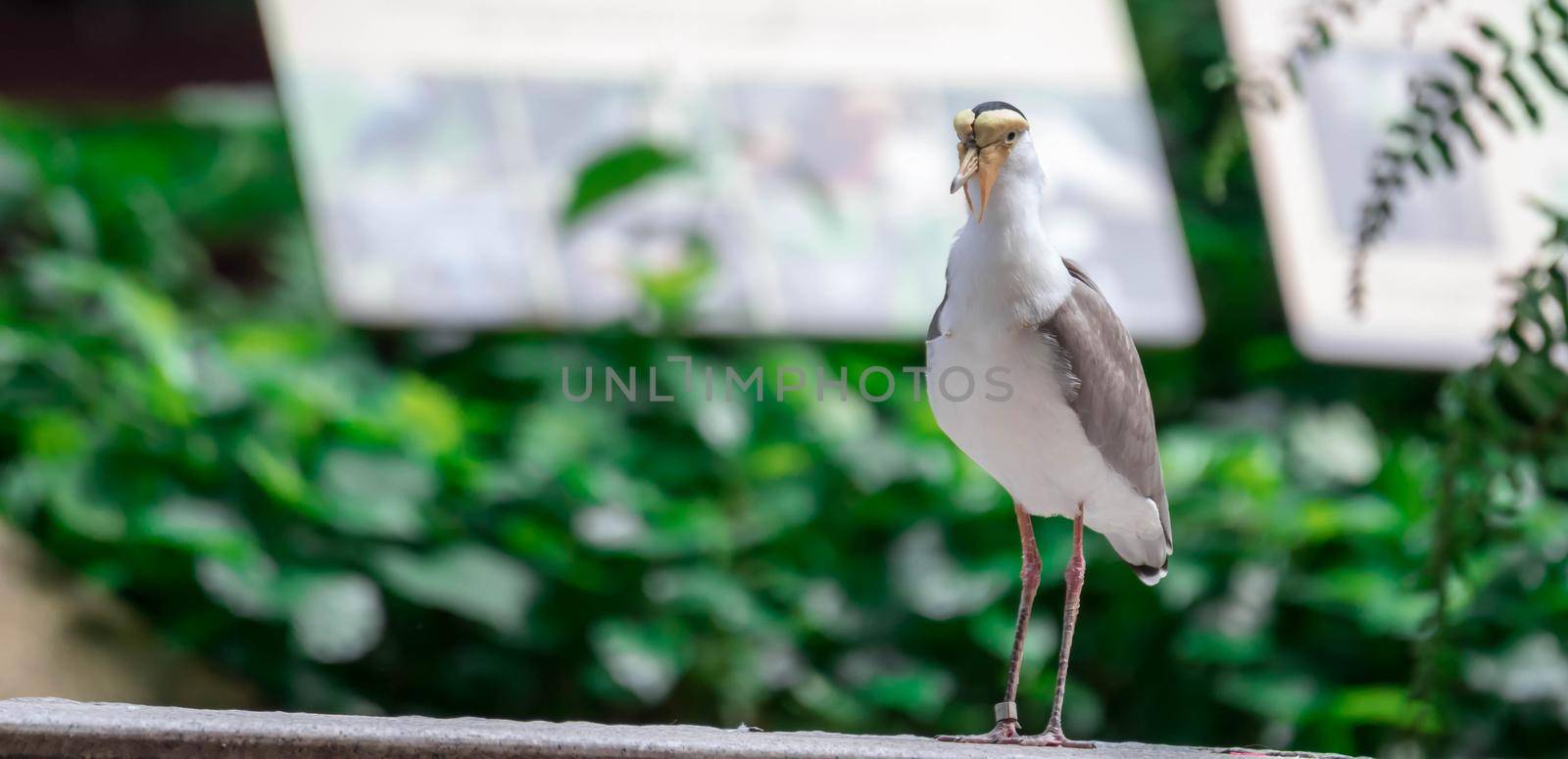 Masked lapwing (Vanellus miles), commonly referred to as a plover and well known for its swooping defence of its nest.
