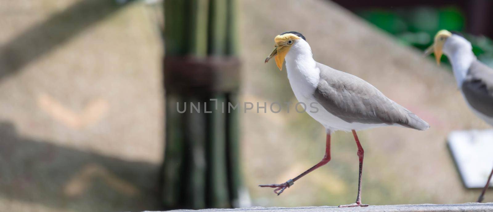 Masked lapwing (Vanellus miles), commonly referred to as a plover and well known for its swooping defence of its nest.