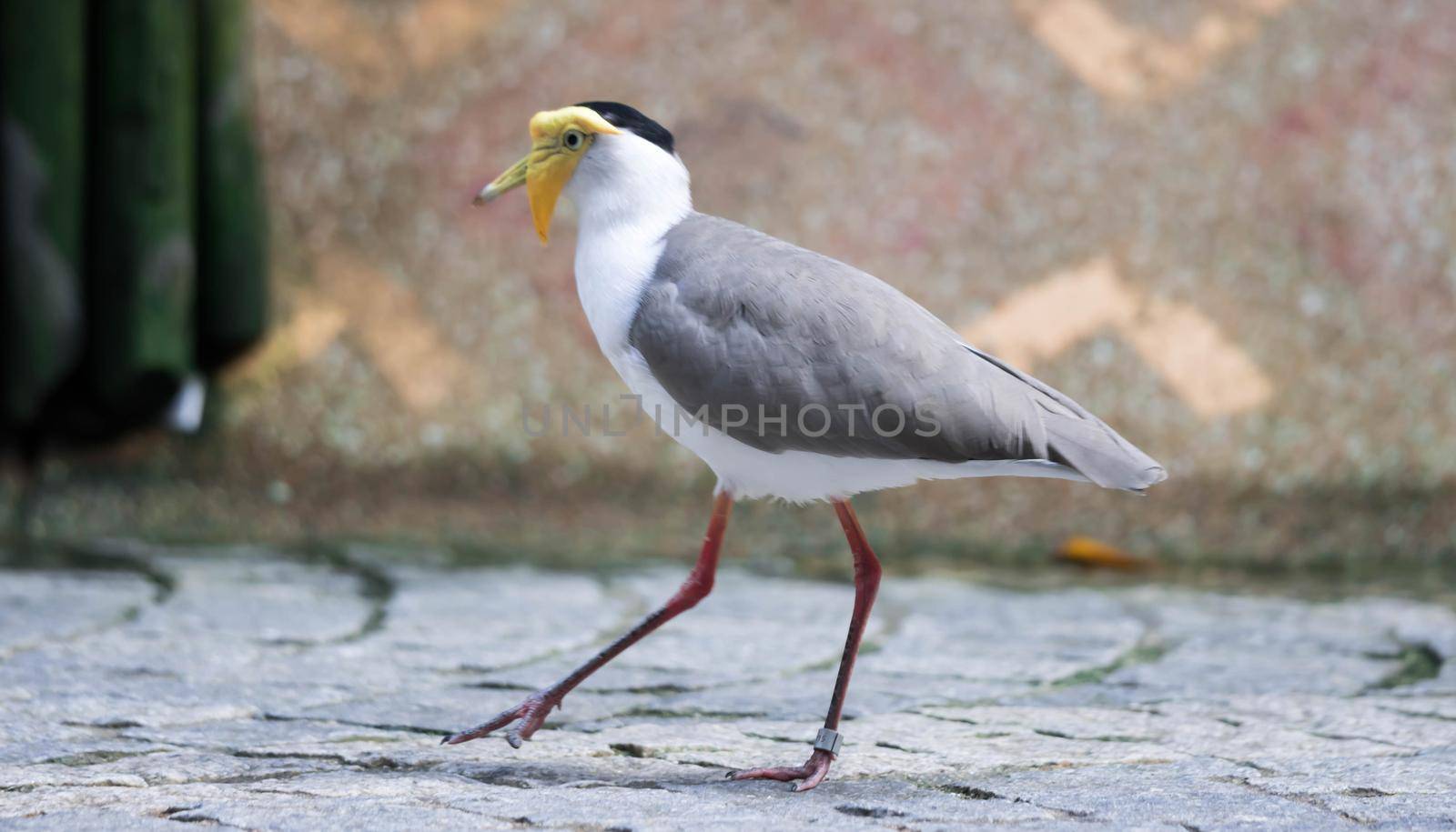 Masked lapwing (Vanellus miles), commonly referred to as a plover and well known for its swooping defence of its nest.