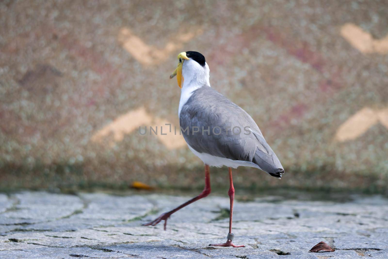 Masked lapwing (Vanellus miles), commonly referred to as a plover and well known for its swooping defence of its nest.