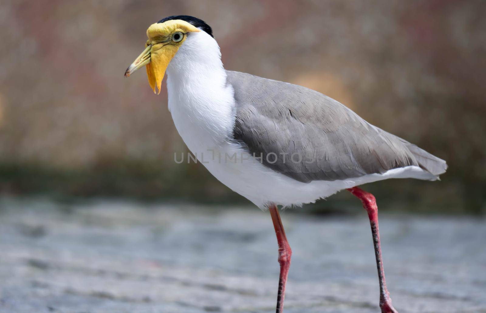 Masked lapwing (Vanellus miles), commonly known in Asia as derpy bird or durian faced bird by billroque