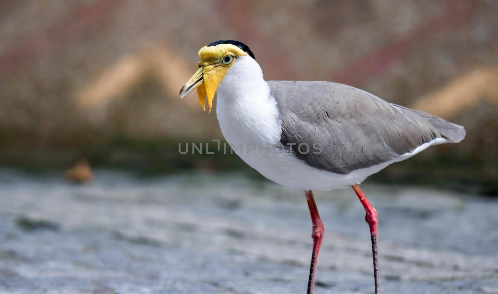 Masked lapwing (Vanellus miles), commonly known in Asia as derpy bird or durian faced bird by billroque