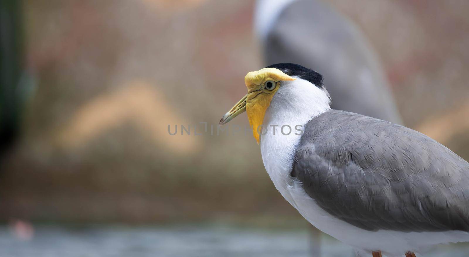 A Masked lapwing (Vanellus miles), commonly known in Asia as derpy bird or durian faced bird