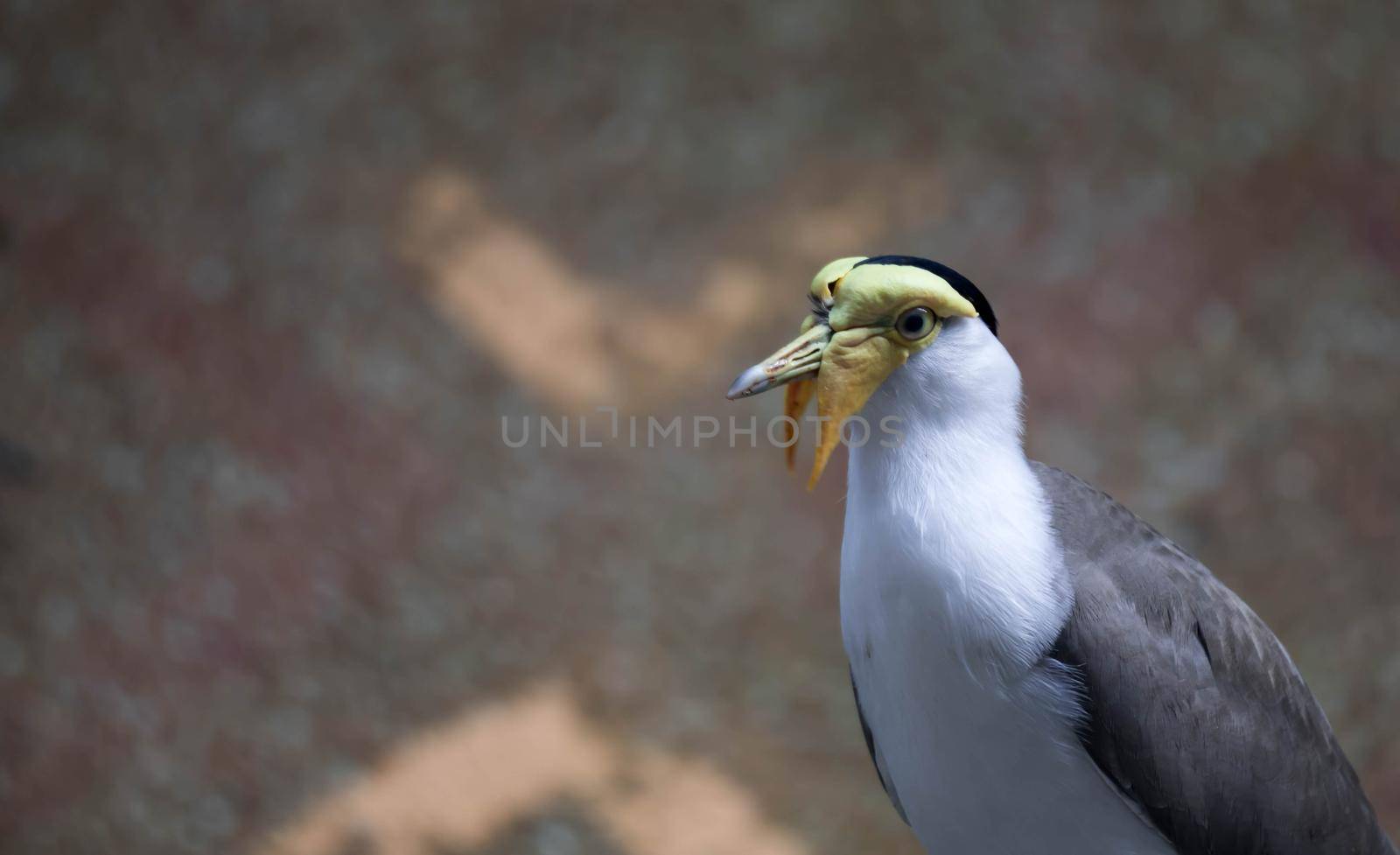 Masked lapwing (Vanellus miles), commonly known in Asia as derpy bird or durian faced bird by billroque
