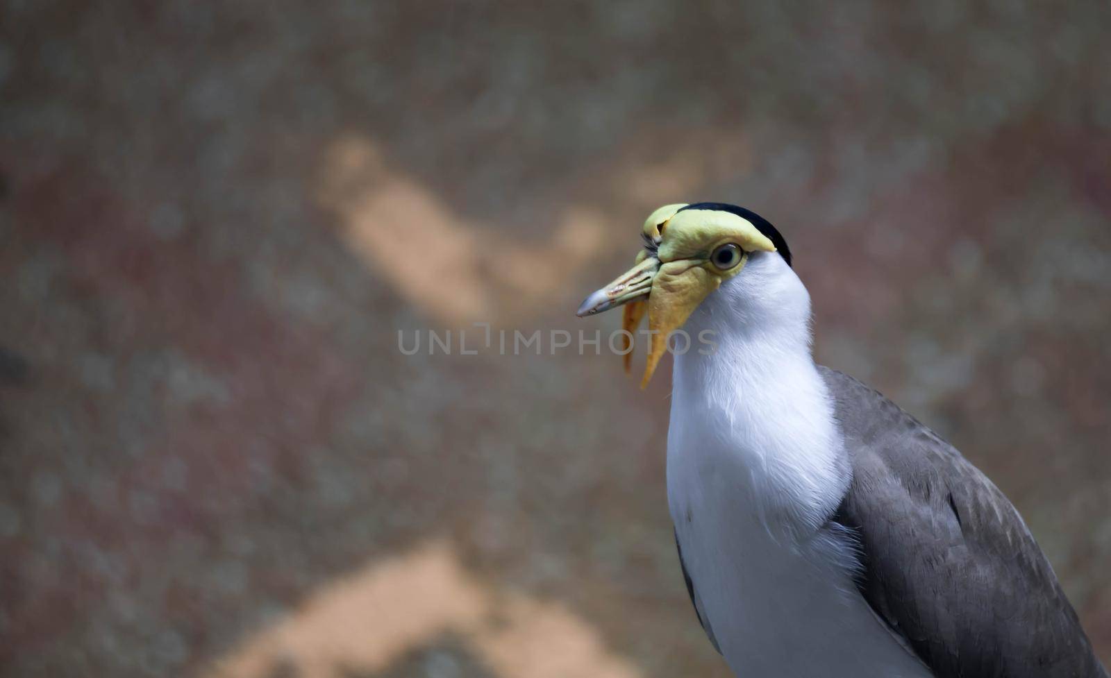 A Masked lapwing (Vanellus miles), commonly known in Asia as derpy bird or durian faced bird