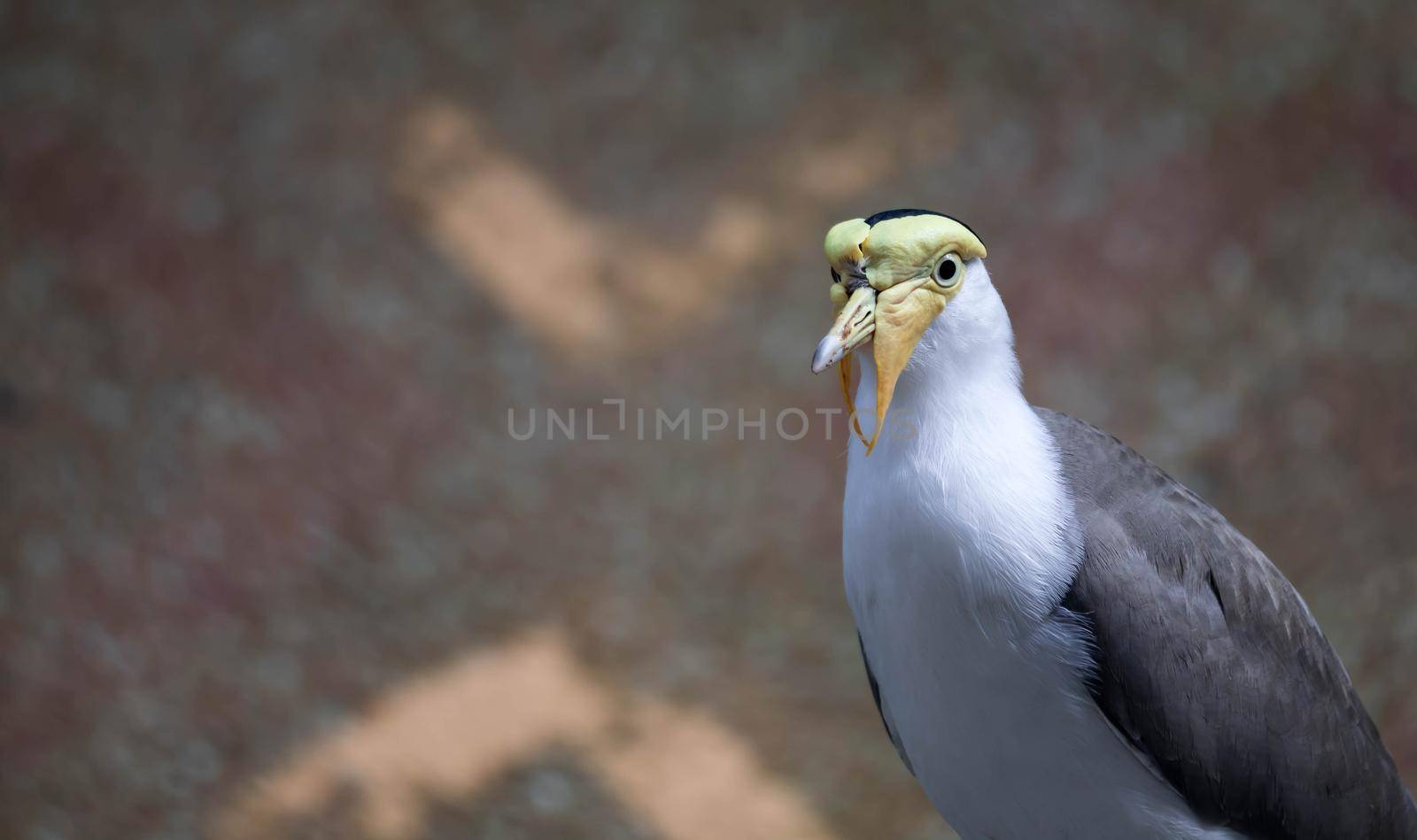 Masked lapwing (Vanellus miles), commonly known in Asia as derpy bird or durian faced bird by billroque