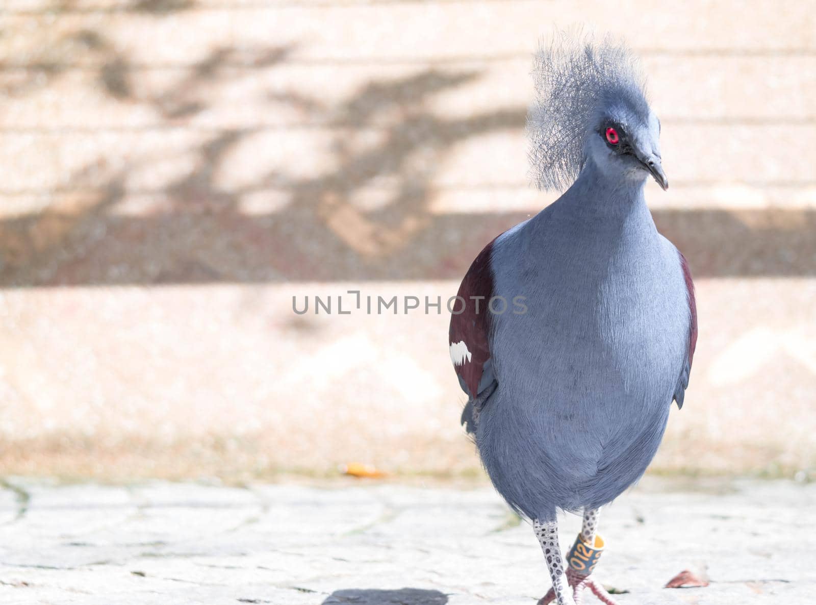 Victoria Crowned bird (Goura victoria) by billroque