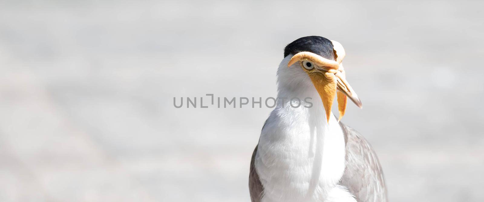 Close up shot of Masked lapwing (Vanellus miles), commonly known in Asia as derpy bird or durian faced bird by billroque