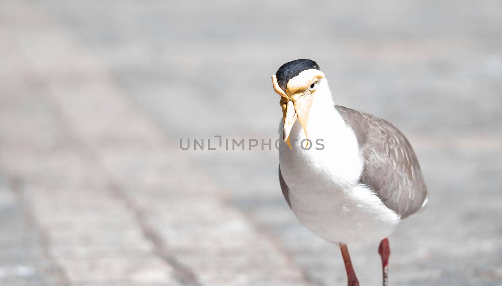 A Close up shot of Masked lapwing (Vanellus miles), commonly known in Asia as derpy bird or durian faced bird