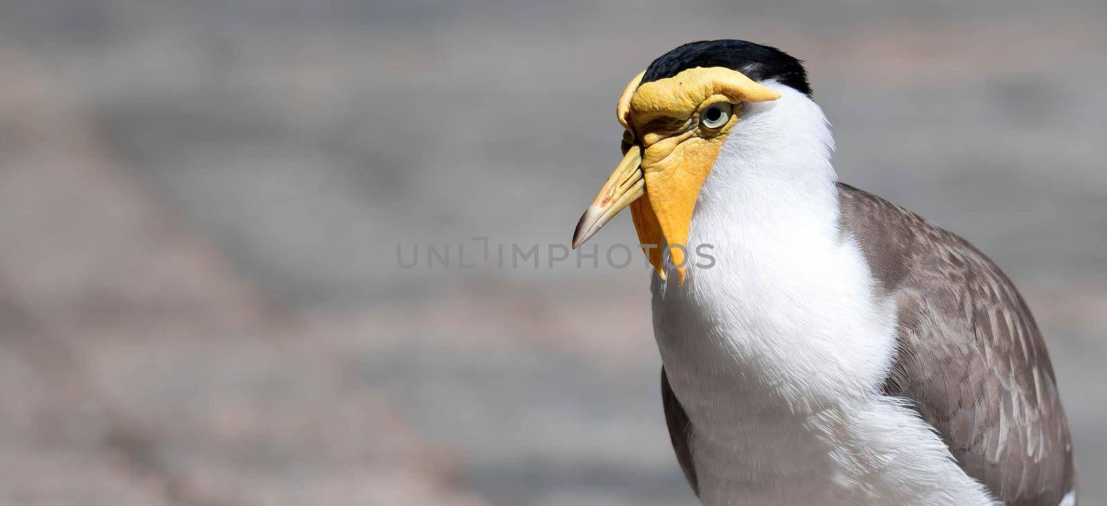 Close up shot of Masked lapwing (Vanellus miles), commonly known in Asia as derpy bird or durian faced bird by billroque