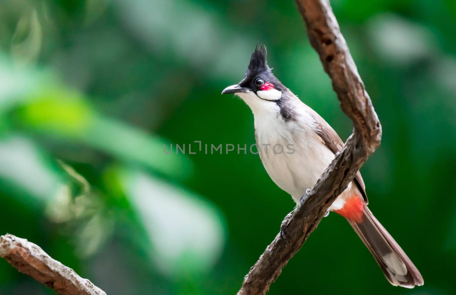 A Red-whiskered Bulbul bird is a passerine bird found in Asia