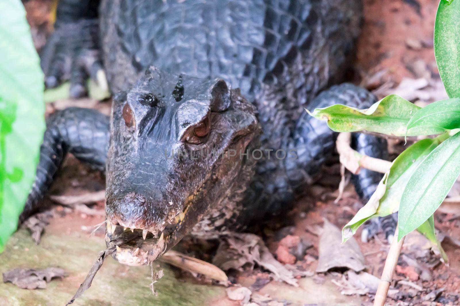 African dwarf crocodile, broad-snouted bony crocodile, Osteolaemus tetraspis, detail portrait in nature habitat. Lizard with big eyes. Wildlife scene from tropical forest in Africa, in the river