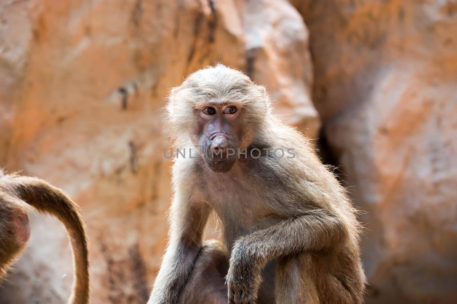 Hamadryas baboon sitting and observing in a zoo in Singapore
