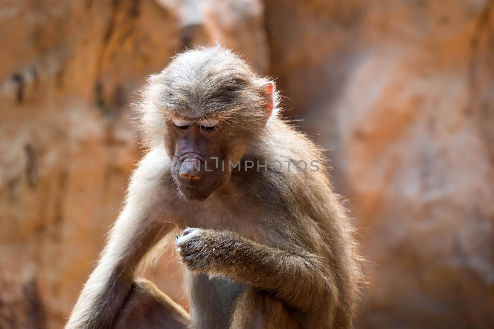 Hamadryas baboon sitting and observing in a zoo in Singapore