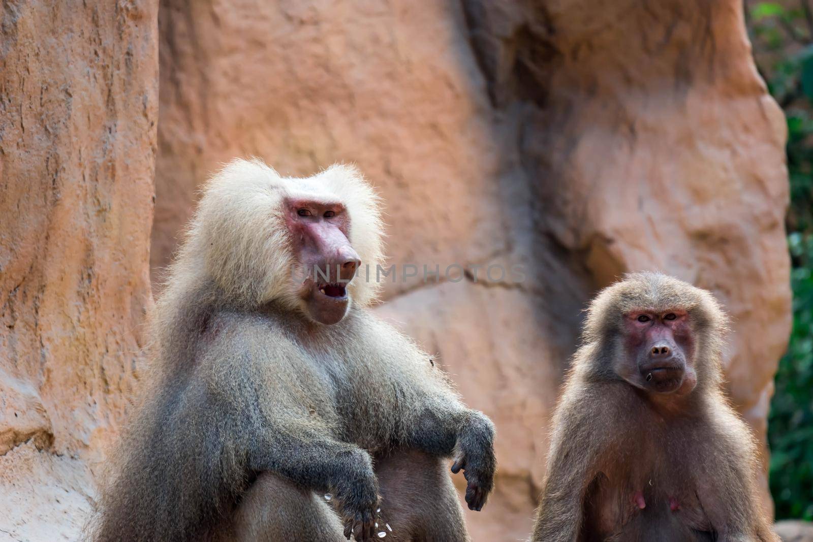 Hamadryas baboon sitting and observing in a zoo in Singapore