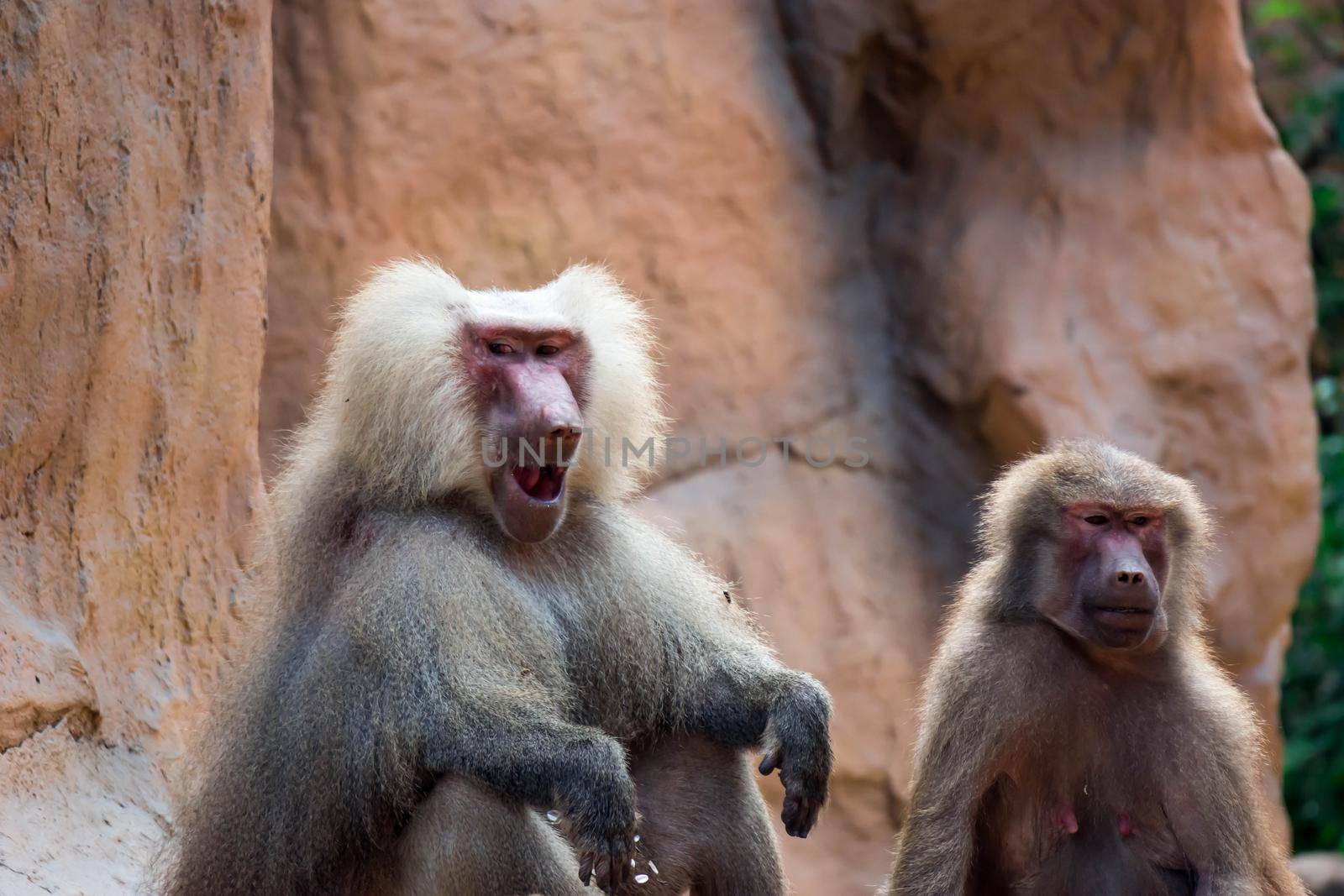 Hamadryas baboon sitting and observing in a zoo in Singapore