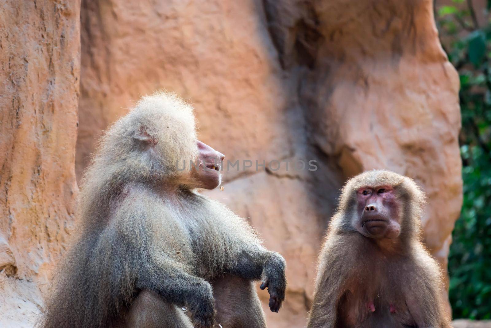 Hamadryas baboon sitting and observing in a zoo in Singapore