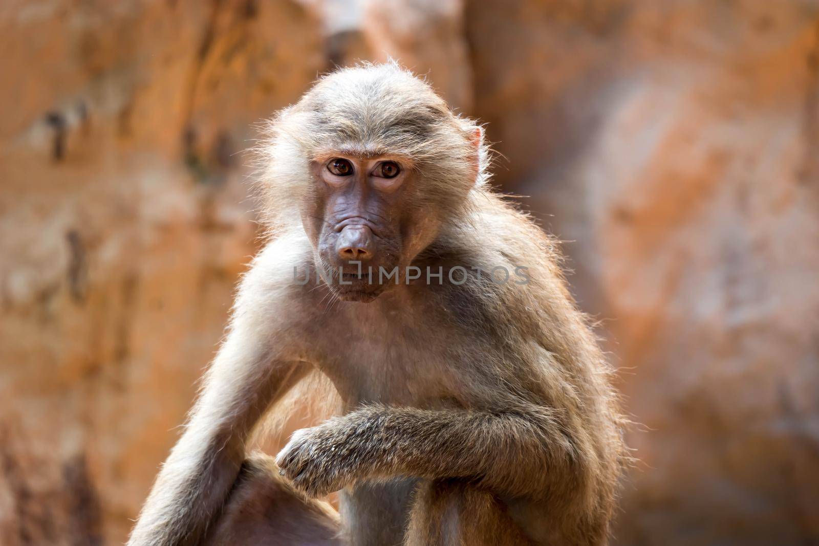 Hamadryas baboon sitting and observing in a zoo in Singapore