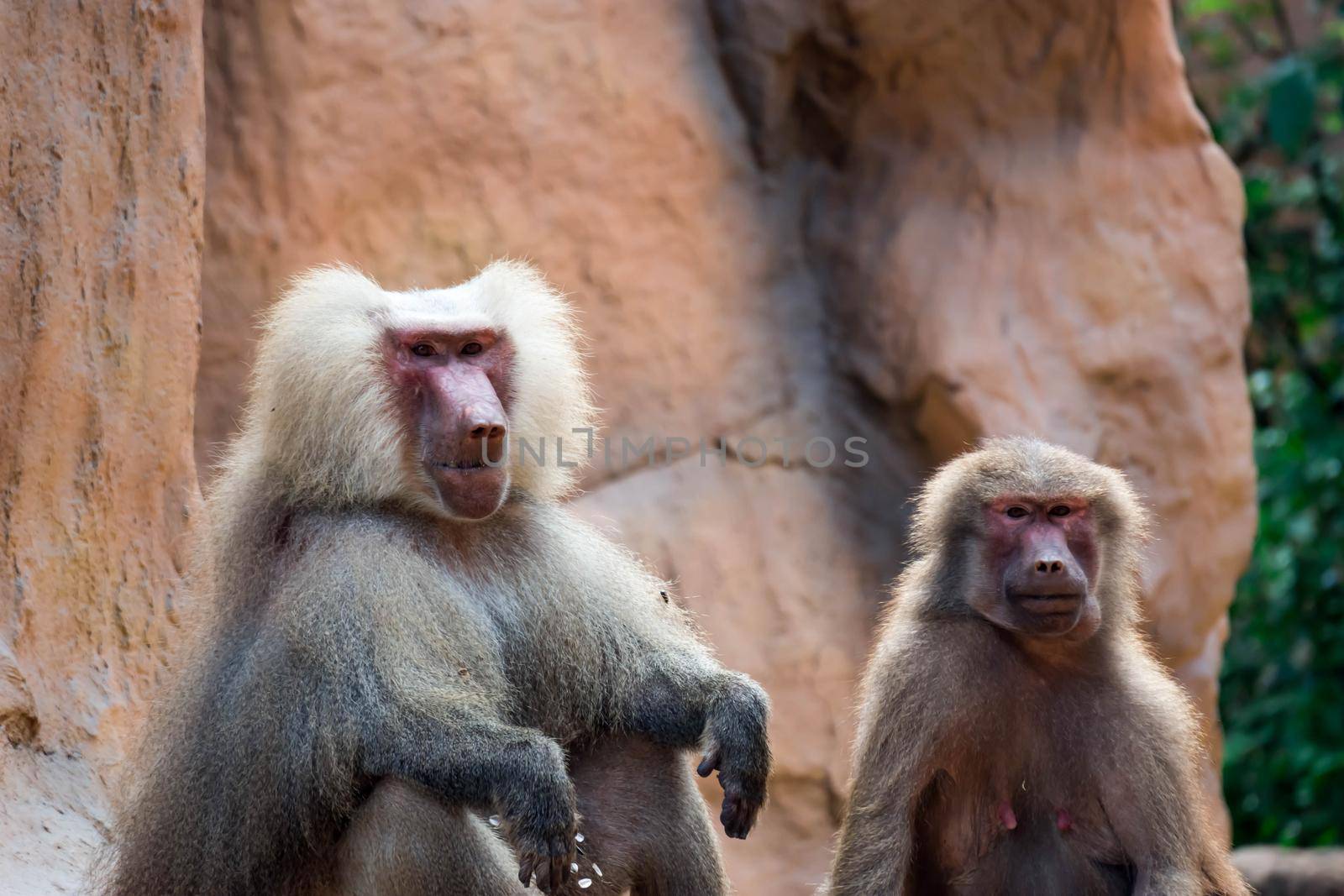 Hamadryas baboon sitting and observing in a zoo in Singapore