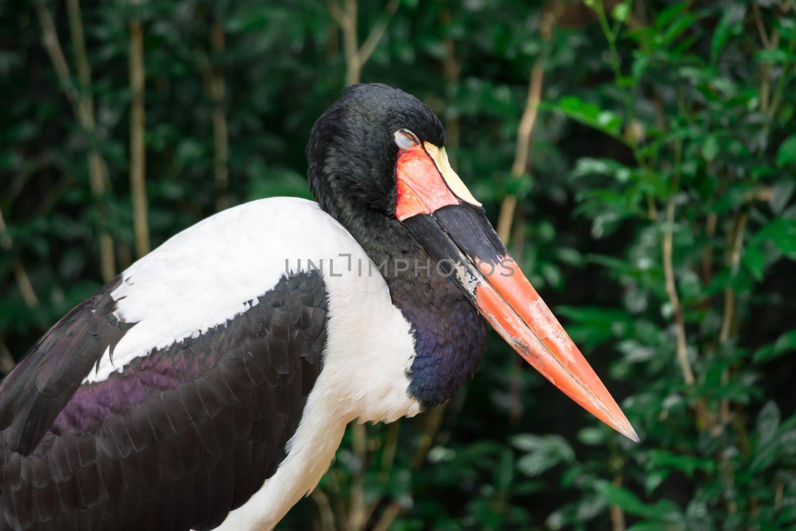 Closeup shot of a Saddle billed stork Ephippiorhynchus senegalensis on a zoo in Singapore by billroque