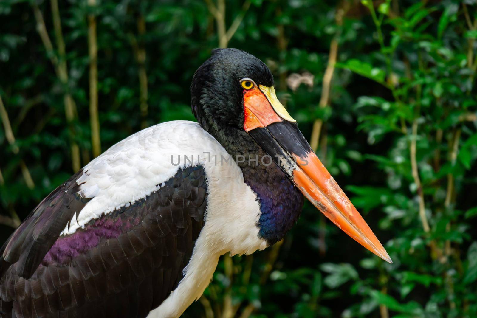 Closeup shot of a Saddle billed stork Ephippiorhynchus senegalensis on a zoo in Singapore. Colorful wildlife photo with green background