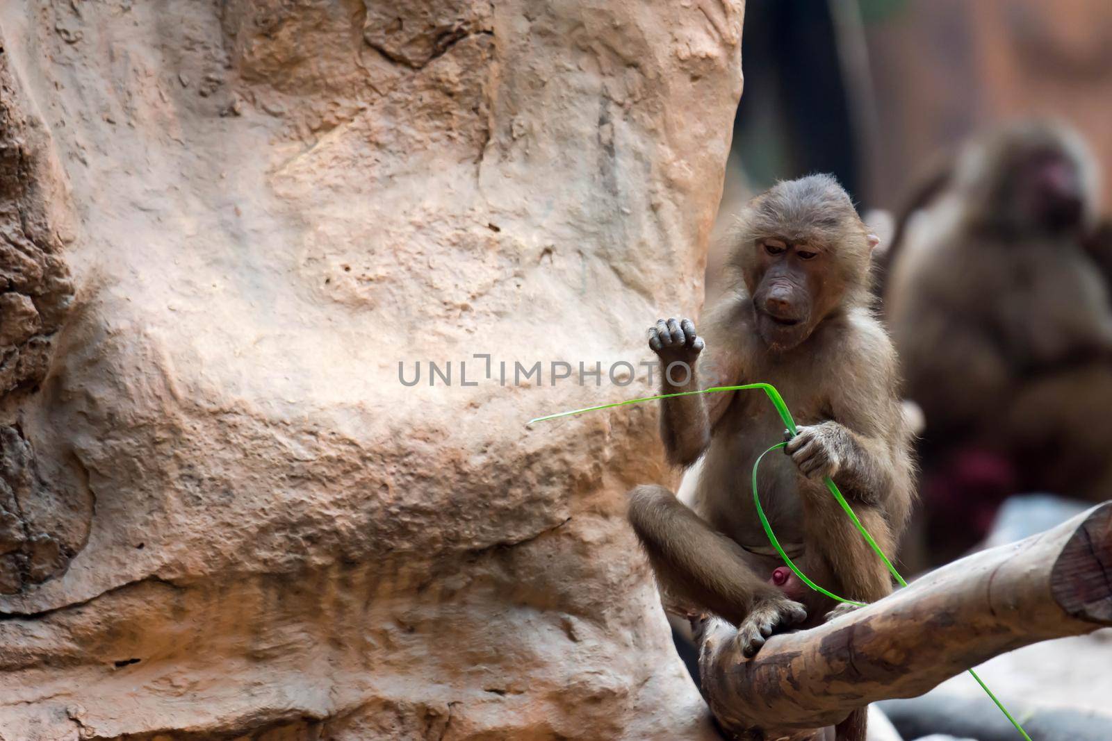 Hamadryas baboon sitting on a tree branch while holding a  leaves
