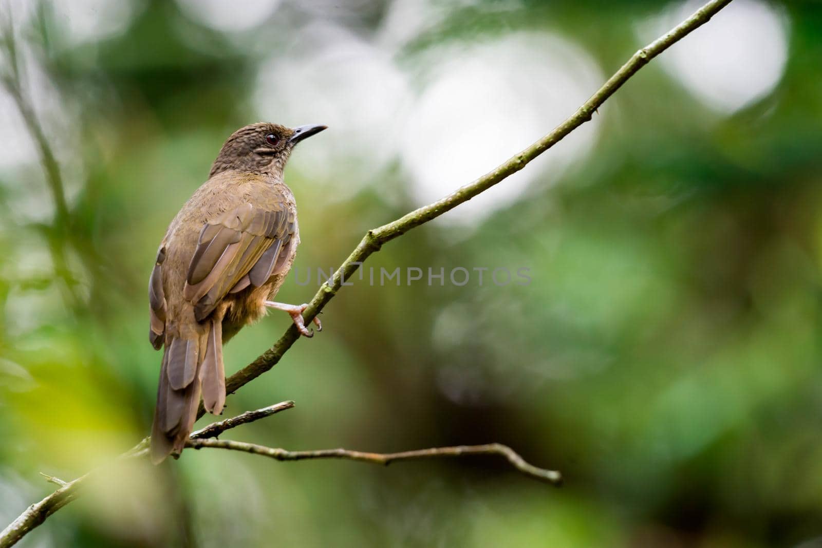 A closeup shot of a brown bird isolated while resting on a tree branch with blurry green background. Colorful wildlife photo