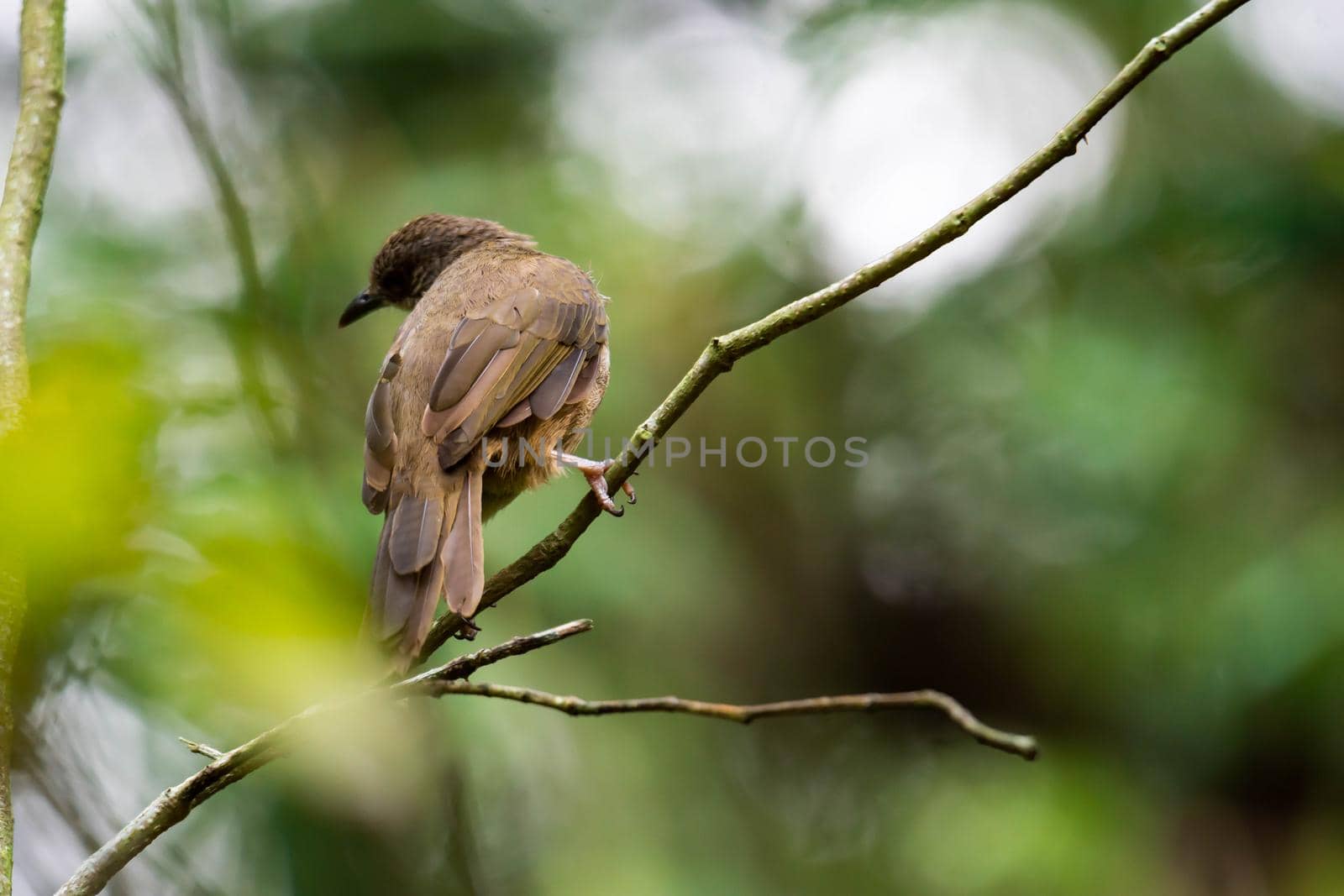 A closeup shot of a brown bird isolated while resting on a tree branch with blurry green background by billroque