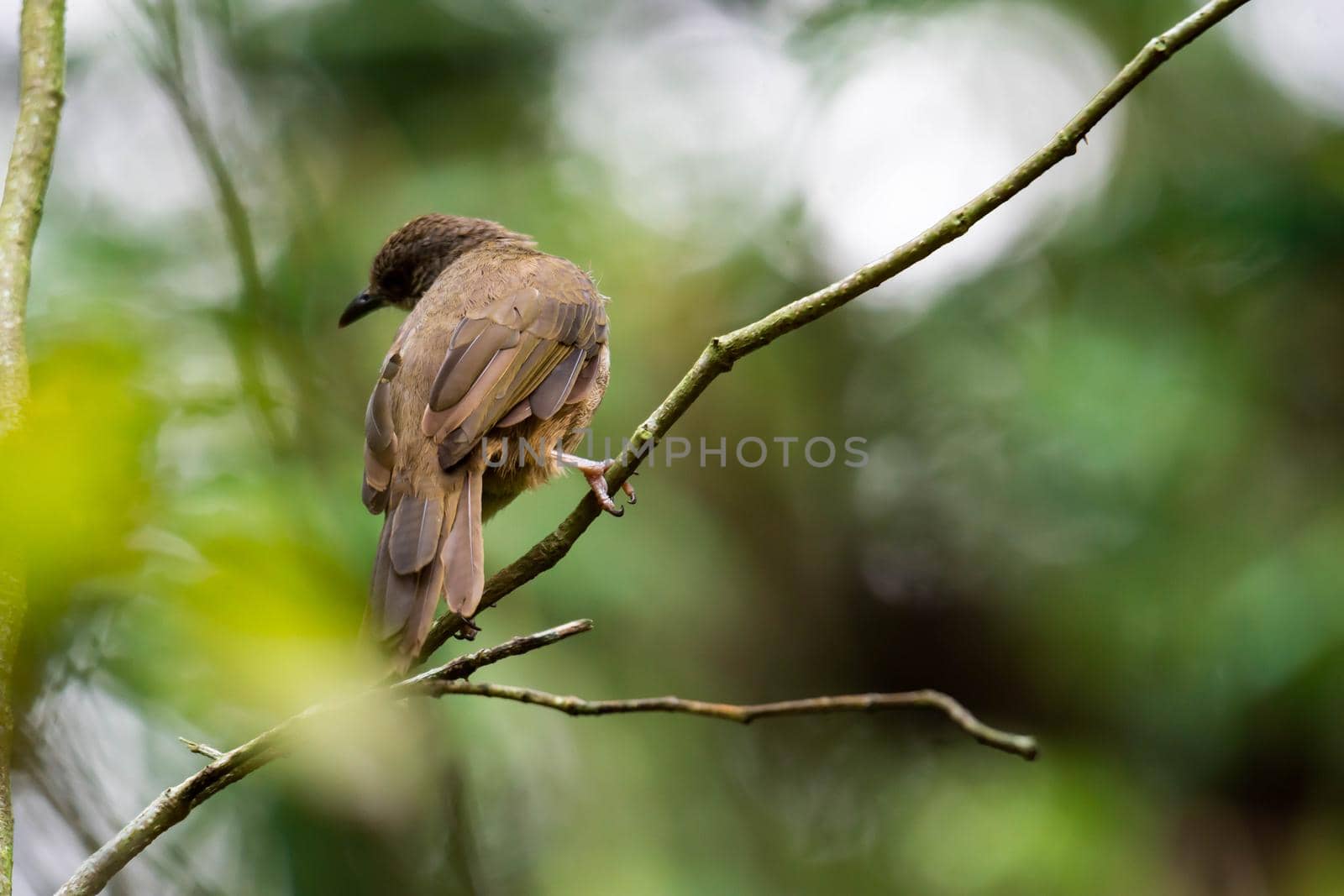 A closeup shot of a brown bird isolated while resting on a tree branch with blurry green background. Colorful wildlife photo