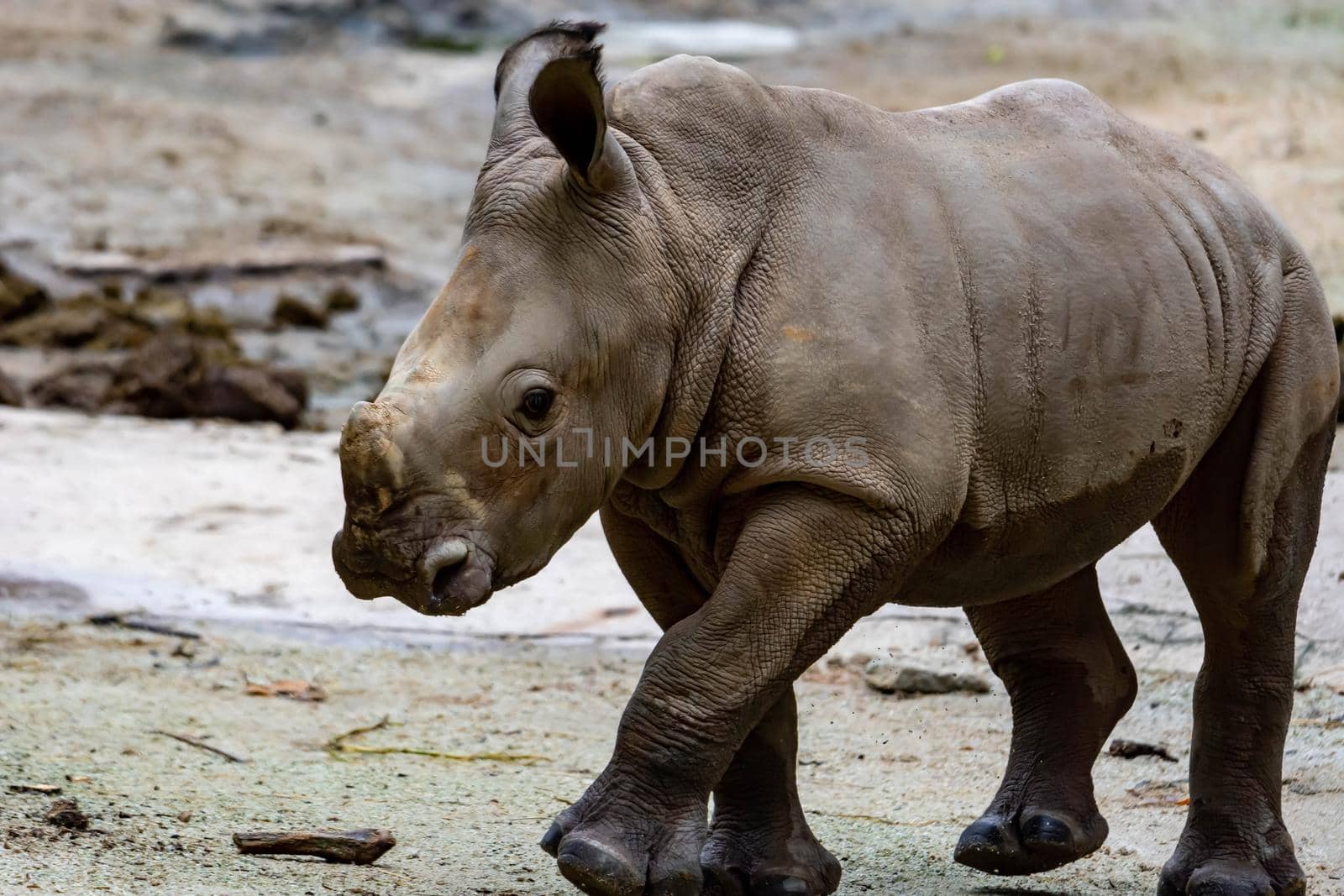 A closeup shot of a baby white rhinoceros or square-lipped rhino Ceratotherium simum while playing in a park in singapore. Nature photo with wildlife