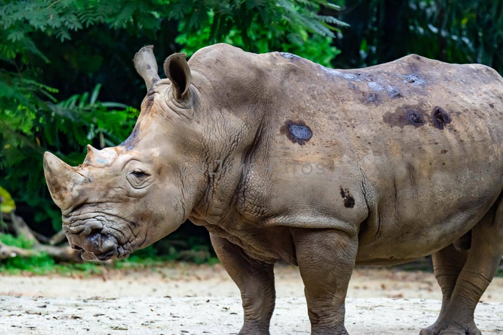 A closeup shot of a  white rhinoceros or square-lipped rhino Ceratotherium simum head while playing in a park in singapore. Nature photo colorful wildlife image