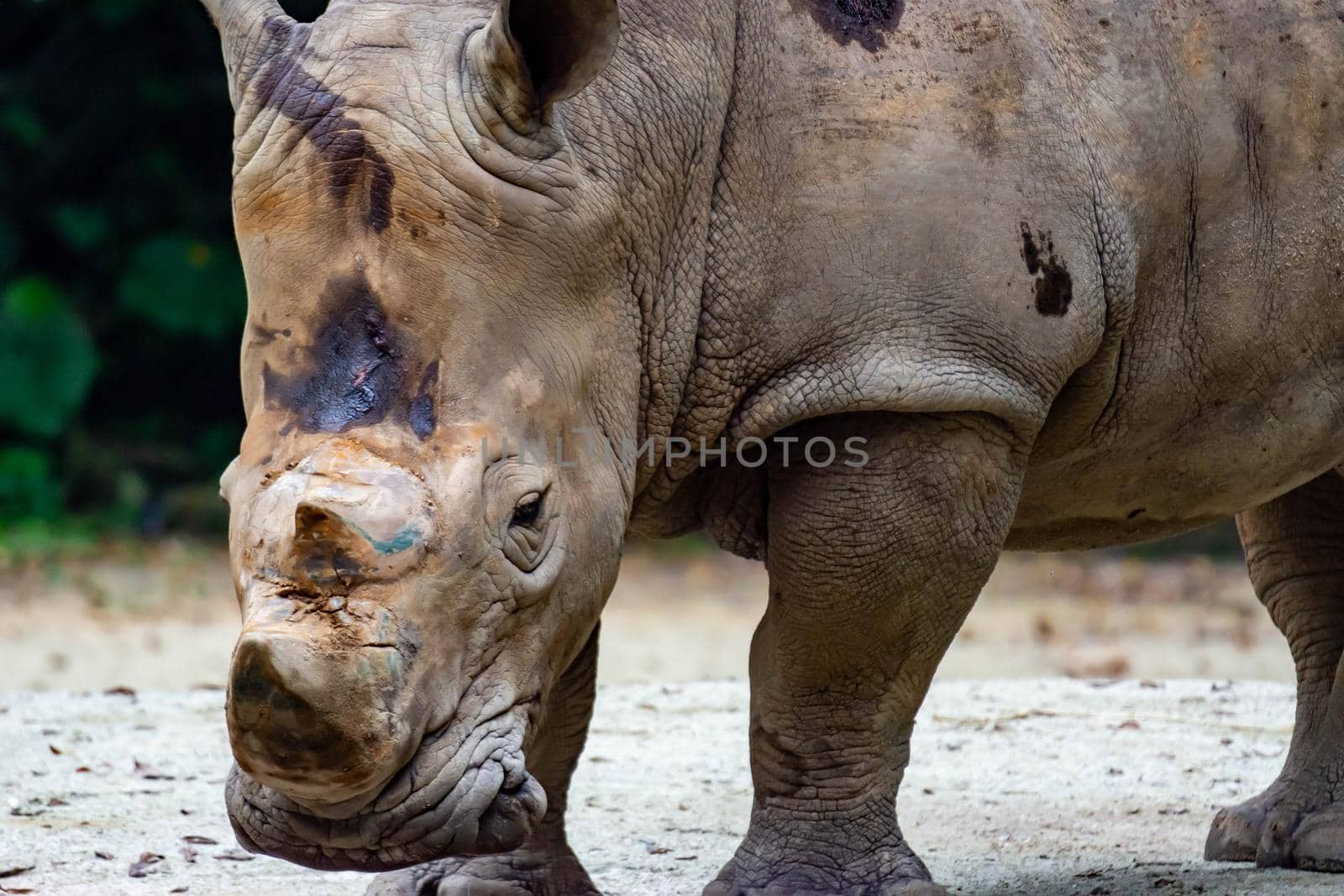 A closeup shot of a  white rhinoceros or square-lipped rhino Ceratotherium simum head while playing in a park in singapore. Nature photo colorful wildlife image