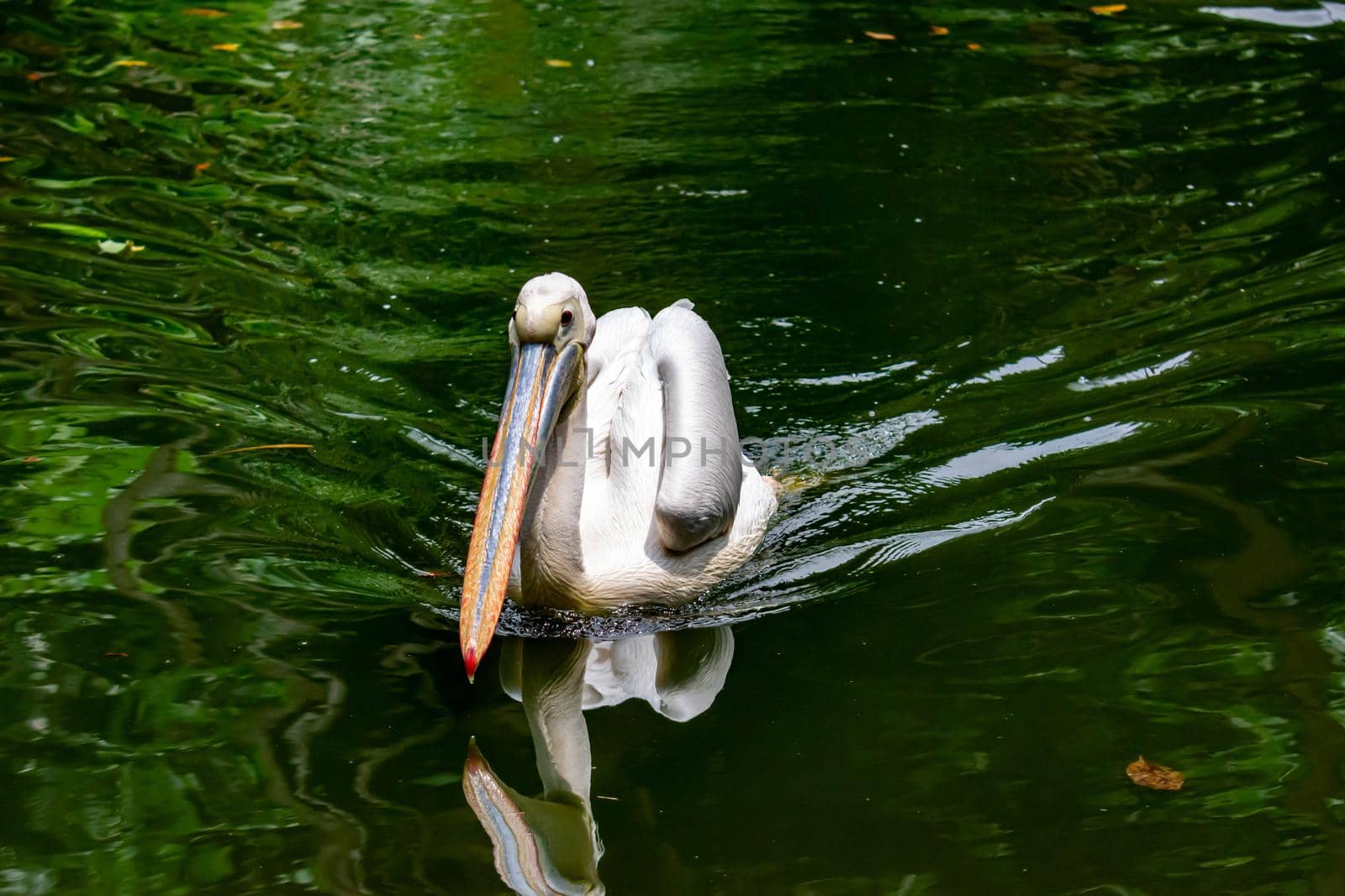 A closeup shot of pelican bird Pelecanus while swimming on water and looking for fish for food. Colorful photo of wildlife