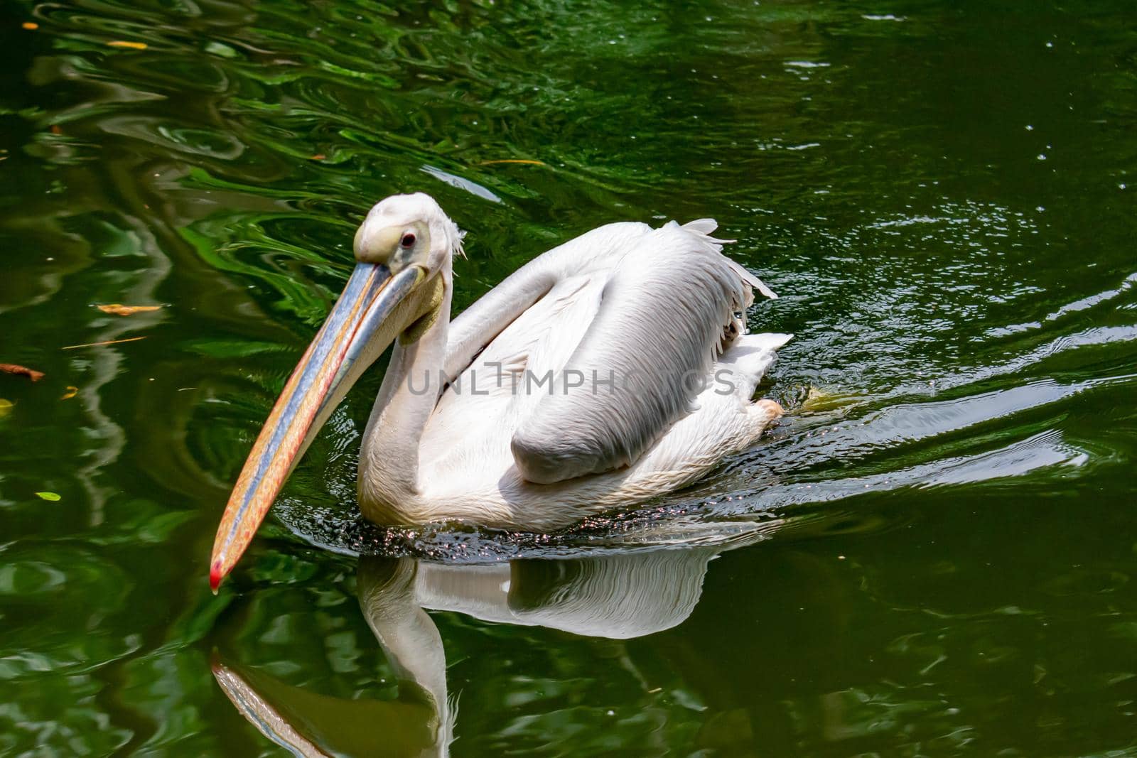 A closeup shot of pelican bird Pelecanus while swimming on water and looking for fish for food by billroque