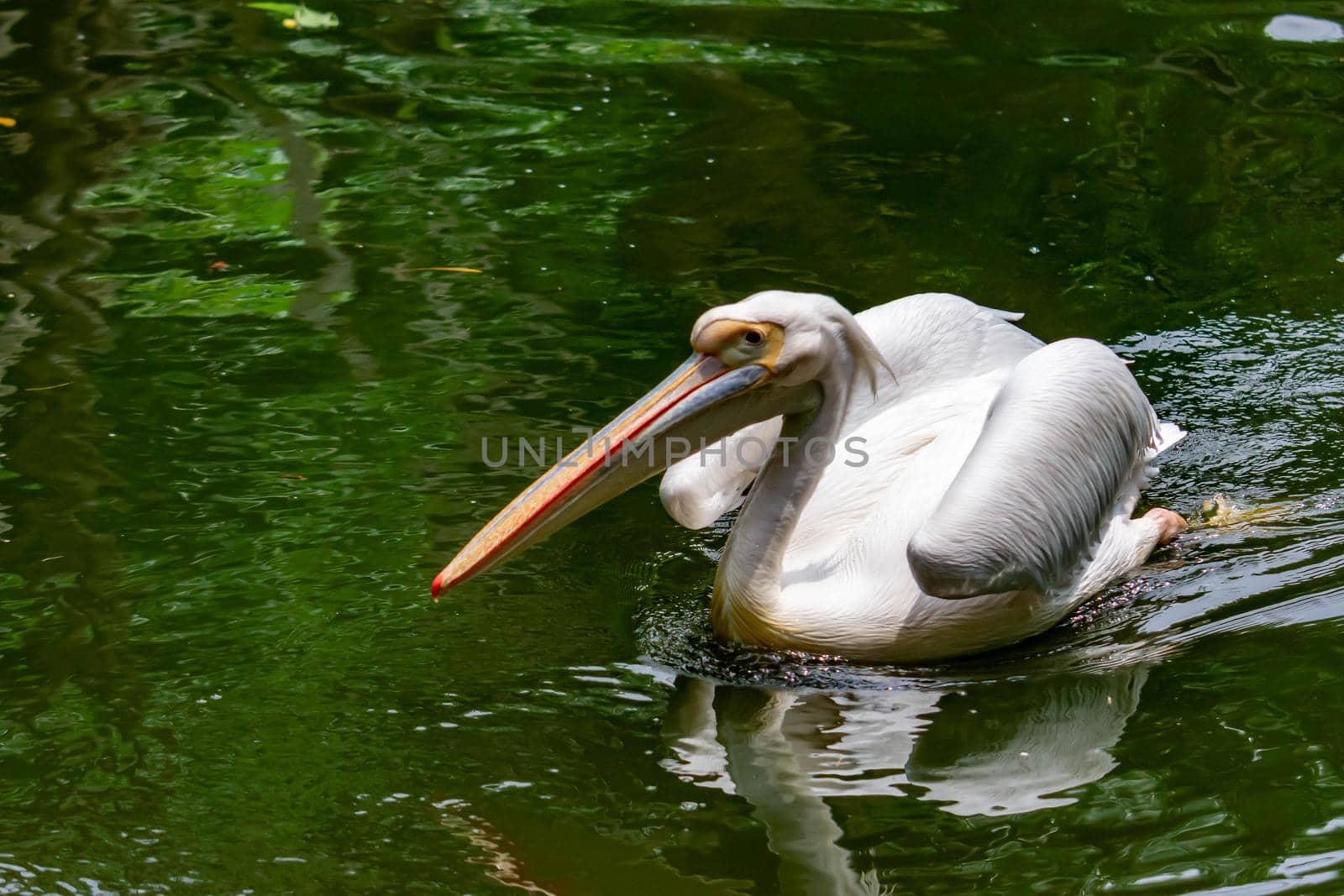 A closeup shot of pelican bird Pelecanus while swimming on water and looking for fish for food. Colorful photo of wildlife