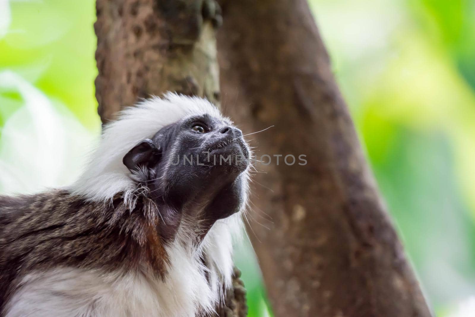 Close up shot of a cotton top tamarin while looking and observing with green blurry background