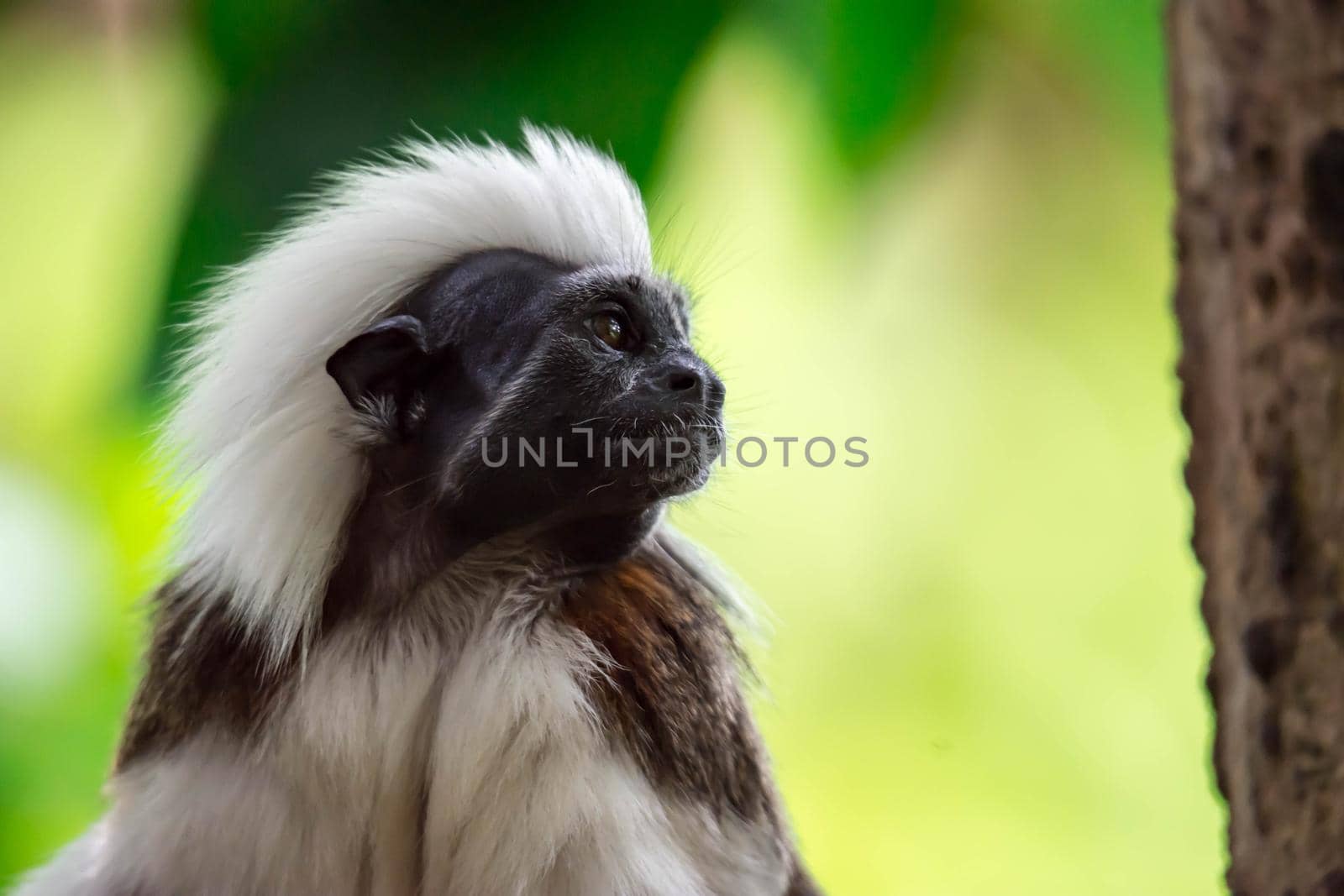 Close up shot of a cotton top tamarin while looking and observing with green blurry background