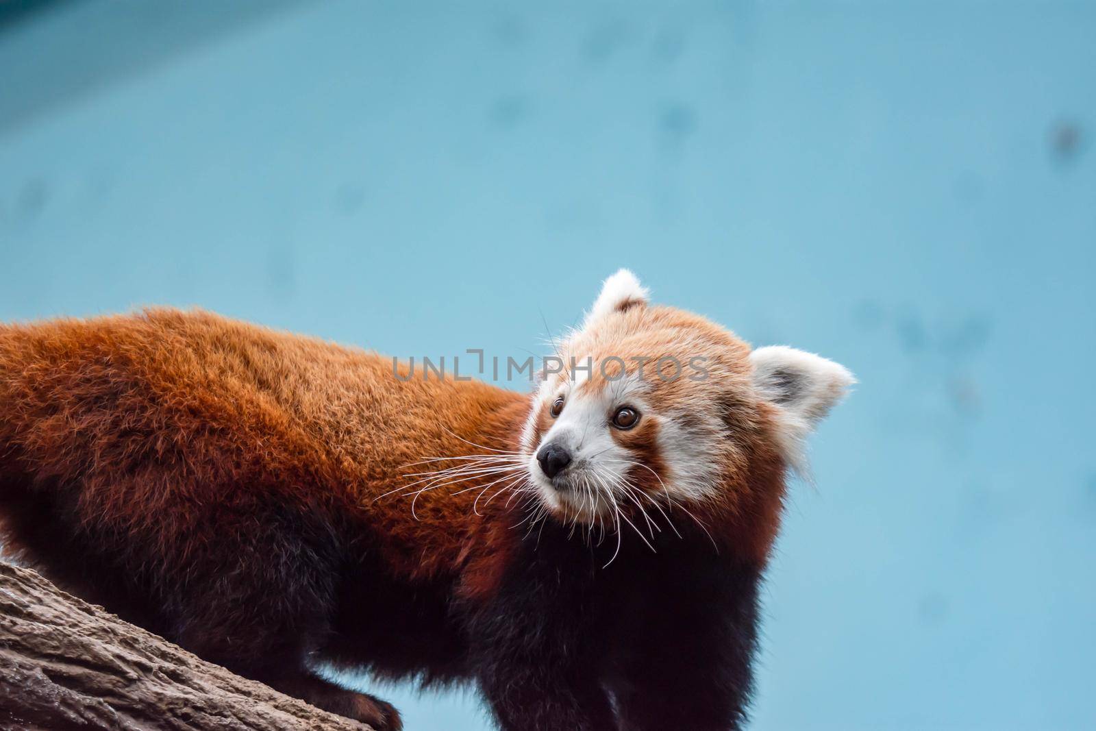 A very cute red panda, also called the lesser panda, red bear-cat, or the red cat-bear Ailurus fulgens while looking for food in a zoo somewhere in Asia
