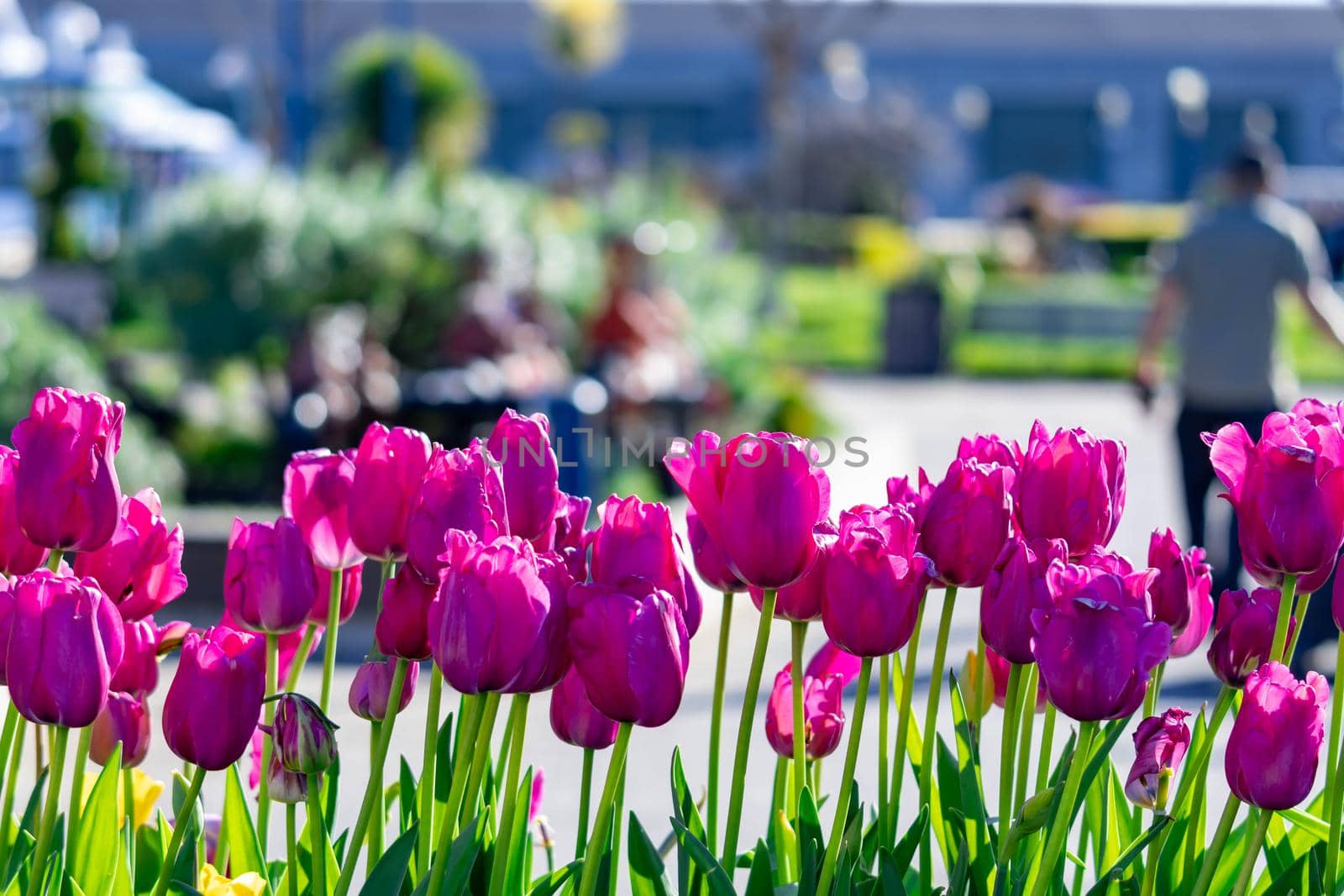 Purple pink flowers tulips on a street with blurry background