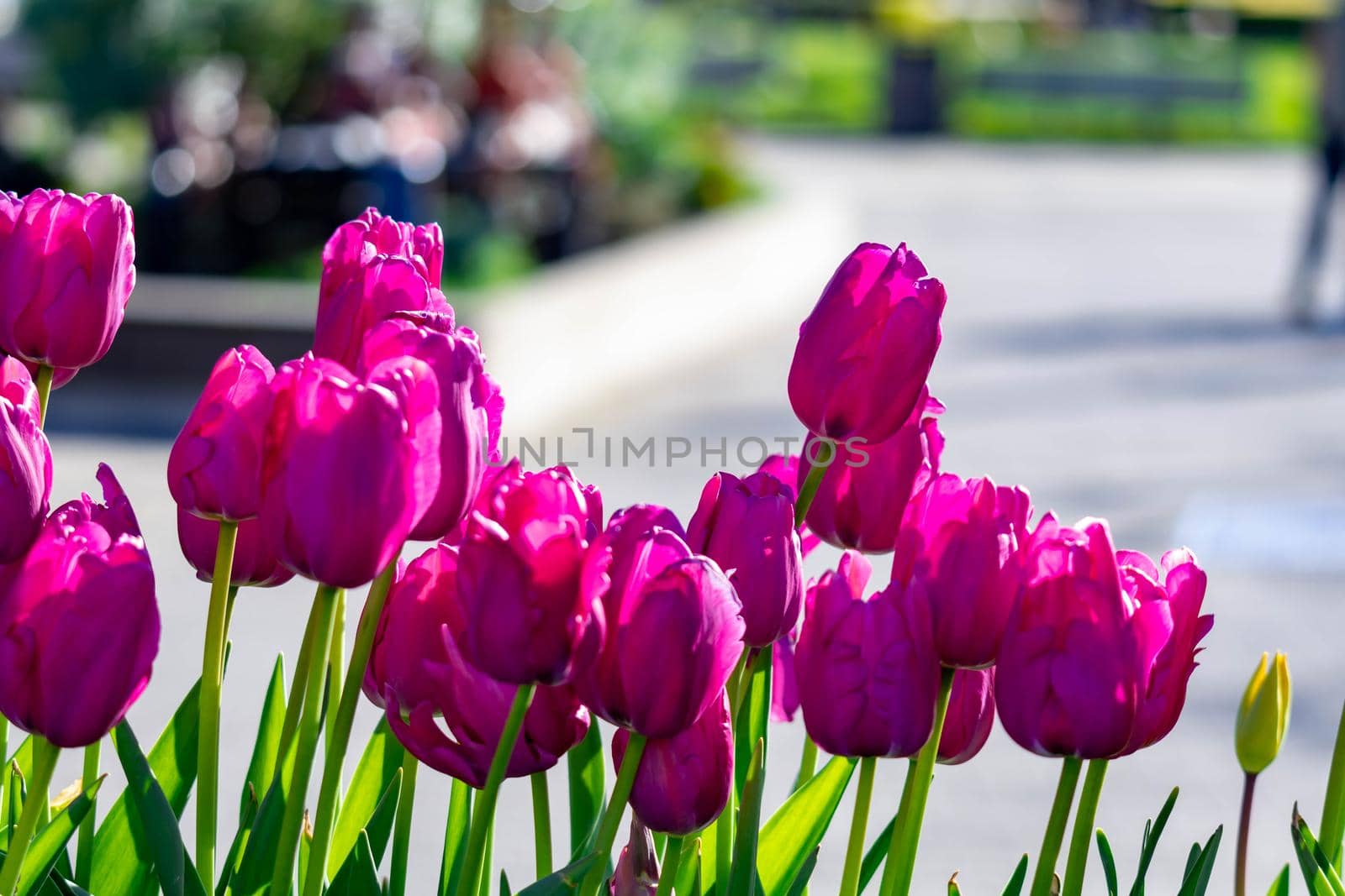 Purple pink flowers tulips on a street with blurry background