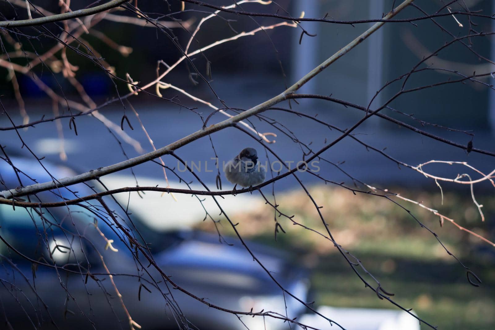 Female Purple Finch (Carpodacus purpureus) perched with a blue background by billroque