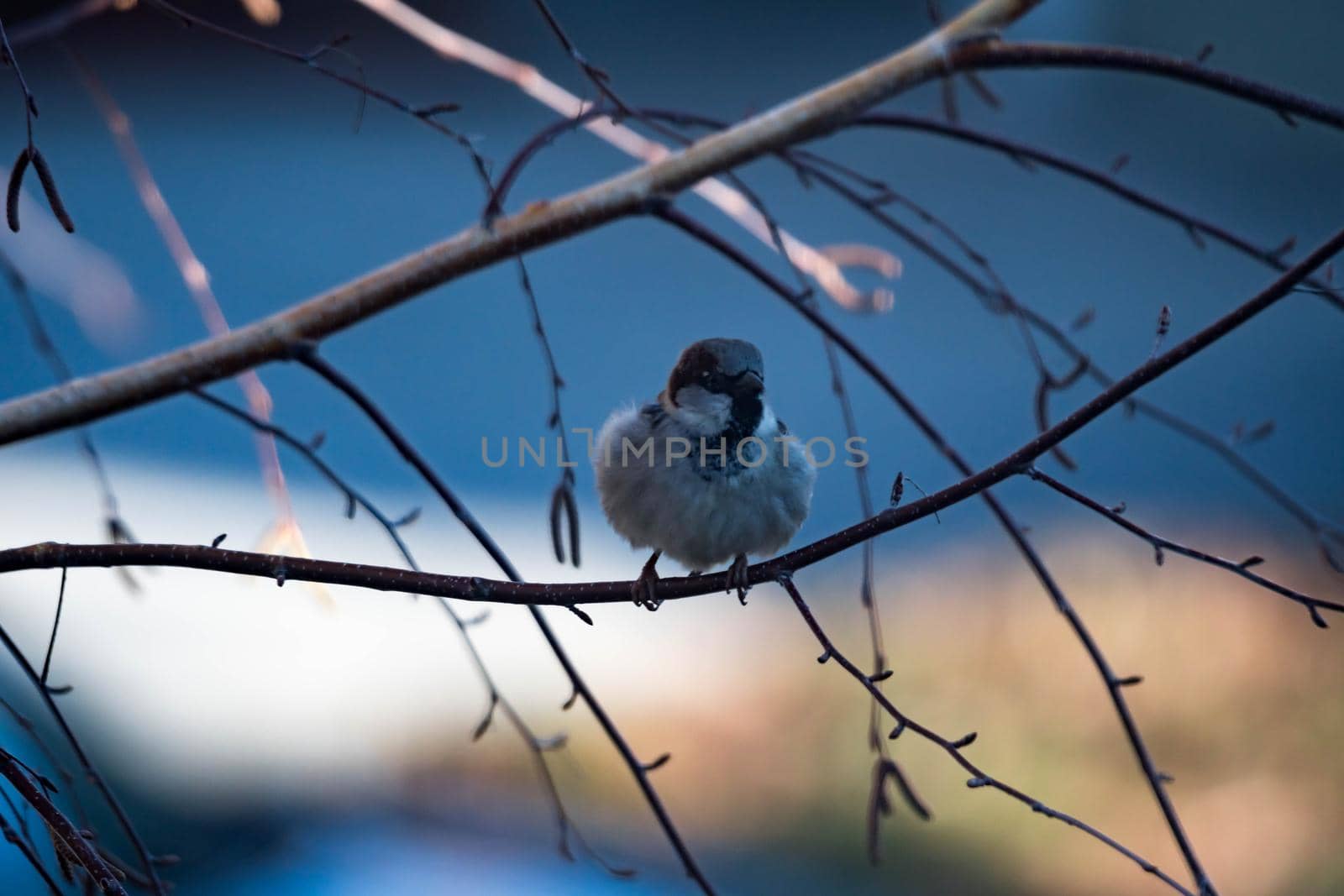 Female Purple Finch (Carpodacus purpureus) perched with a blue background by billroque