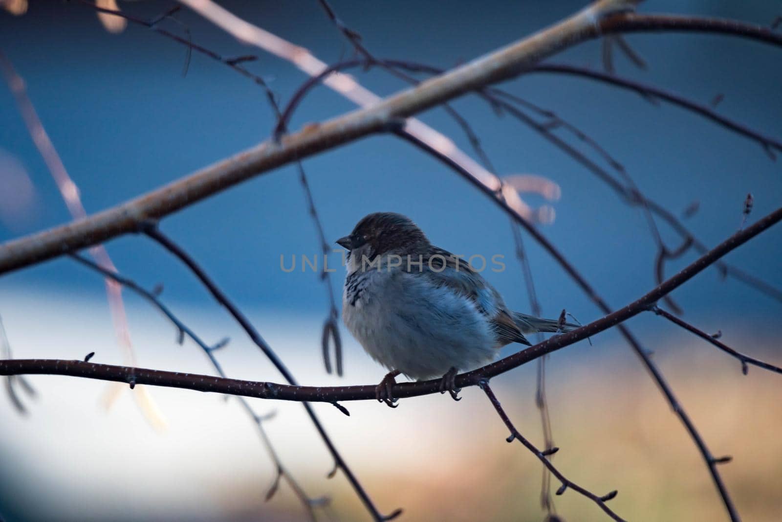 Female Purple Finch (Carpodacus purpureus) perched with a blue background