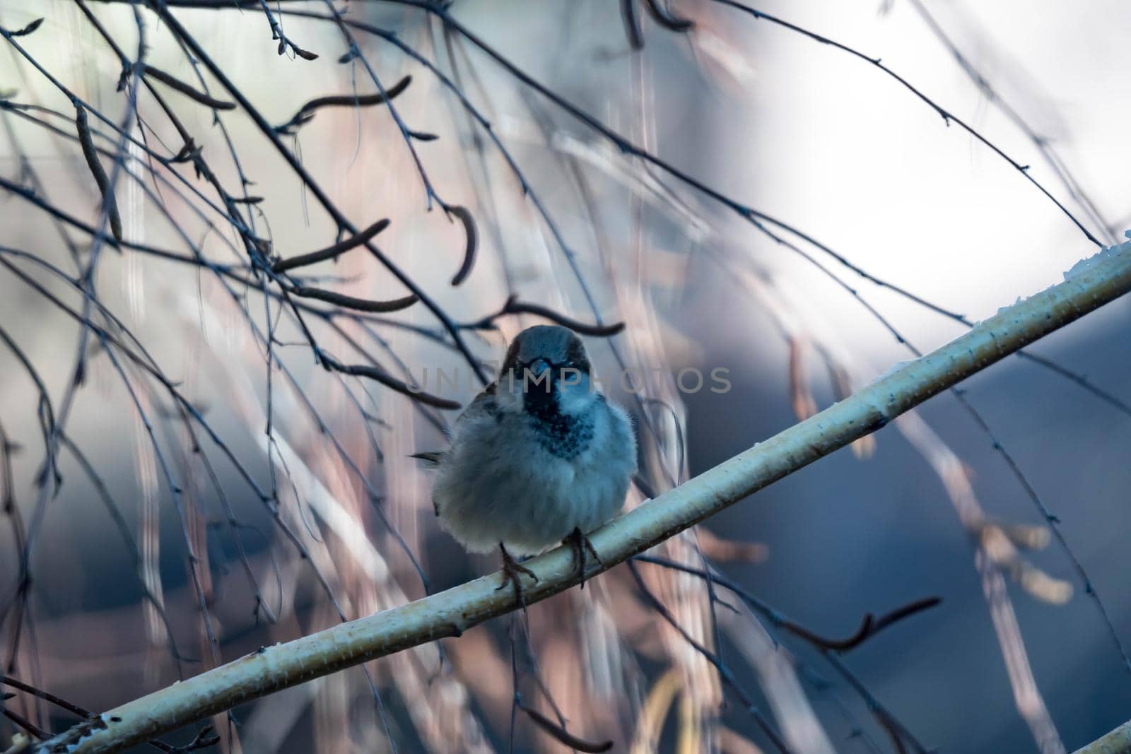 Female Purple Finch (Carpodacus purpureus) perched with a blue background